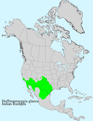North America species range map for Hoffmannseggia glauca: